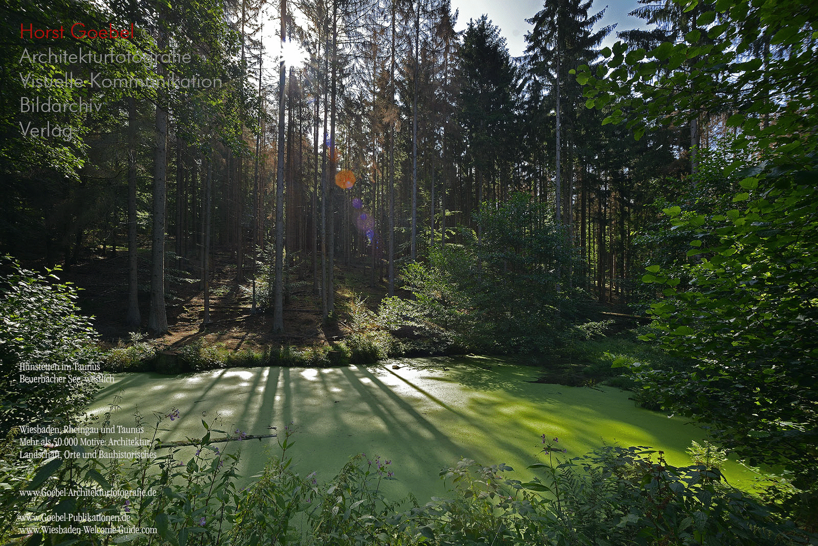 Wald Bechtheim 1b Goebel 